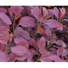 Червенолистна смрадлика ( Cotinus Royal purple )